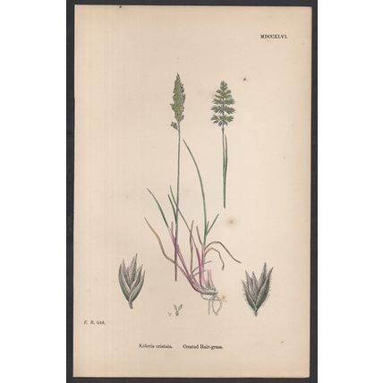 CRESTED HAIR-GRASS 1872 John Edward Sowerby PLANT PRINT