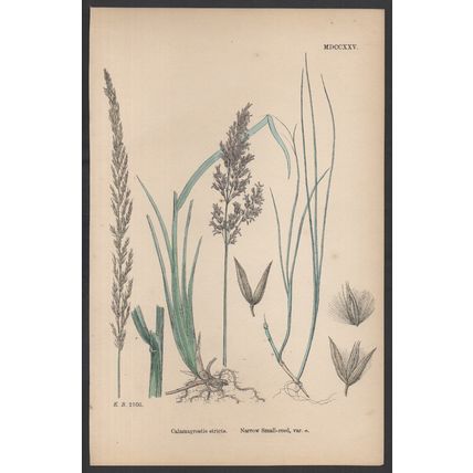NARROW SMALL-REED, VAR. A 1872 John Edward Sowerby PLANT PRINT