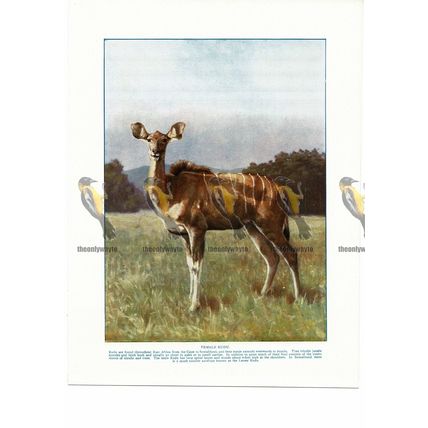Female Kudu, Book Illustration (Print), c1925