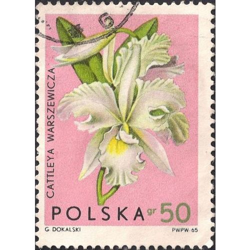POLAND, FLOWERS, Warscewicz's Cattleya, pink 1965, 50 Gr