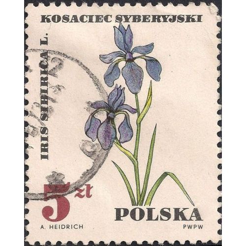 POLAND, FLOWERS, Siberian Iris, white 1967, 5 Zl