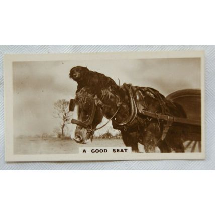 1931 De Reszke Real Photos 2nd series No. 18 Good Seat - Dog riding horse's head