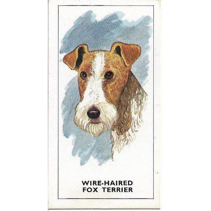 Dogs Heads 1963 G.P. Tea Card 1 - Wire-Haired Fox Terrier