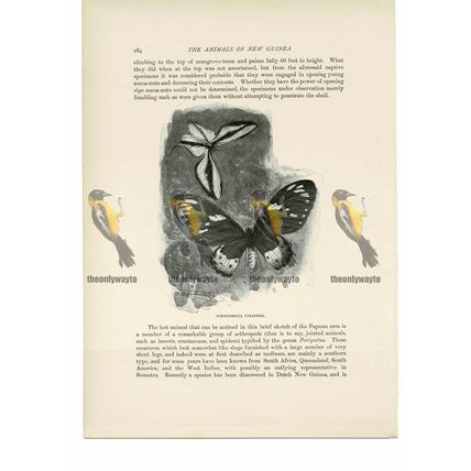 Schoenbergia Paradisea, Animal Book Illustration (Print), c1916