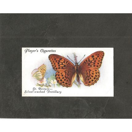 Cigarette Card Players Butterflies 1932 #10 Silver Washed Fritillary