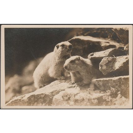 Ein Paar Alpenmurmeltiere, c.1920s - Flury Foto-AK