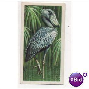 1961 Brooke Bond Tea card TROPICAL BIRDS No.4 Shoebill