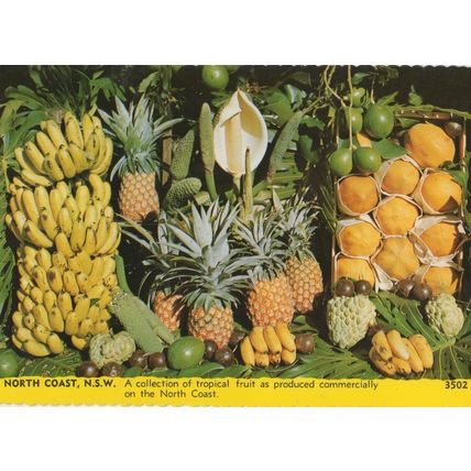 North Coast NSW Australia Tropical Fruit Postcard