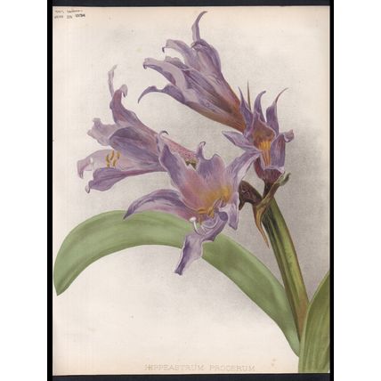 BLUE AMARYLIS 1894 Henry George Moon - Guillaume Severeyns CHROMOLITHOGRAPH