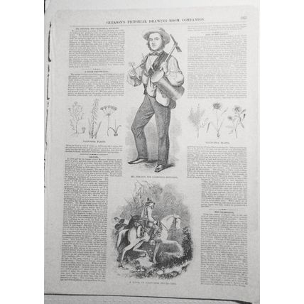 1854 Gold Miner of California Prospecting + Mr. Shelton, The California Botanist