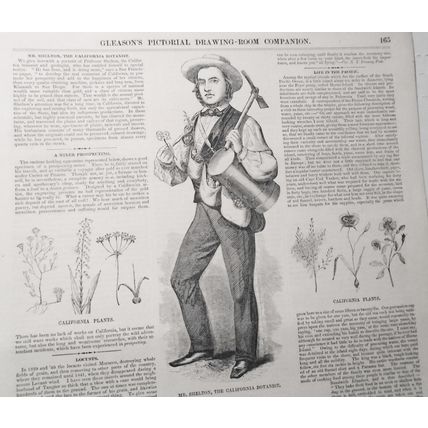 1854 Gold Miner of California Prospecting + Mr. Shelton, The California Botanist