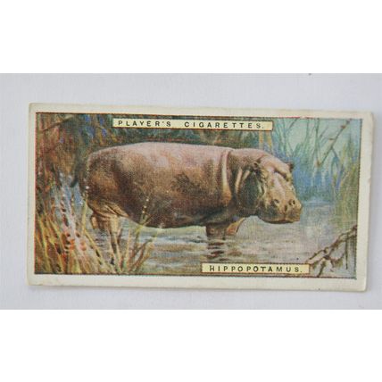 1924 Players Natural History card No. 23 Hippopotamus