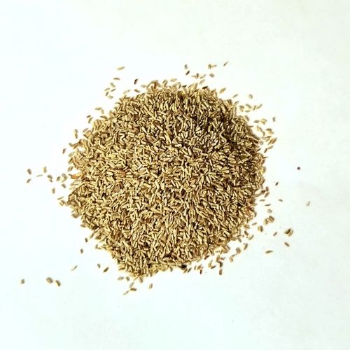 1.000g German Chamomile Seeds Italian camomilla Hungarian camomile