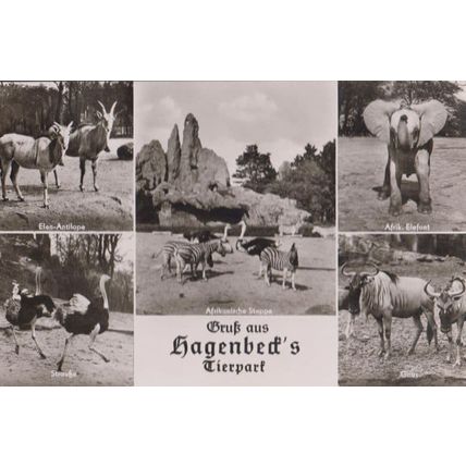 Tierpark Hagenbeck German Zoo Antilope Elefant Gnus Straube Real Photo Postcard