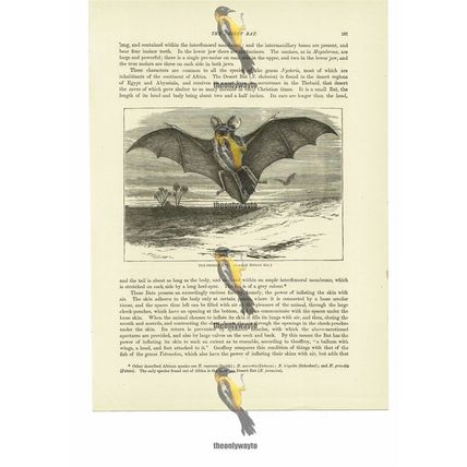 Desert Bat, Book Illustration (Print), 1884