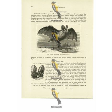 African Megaderm Bat (Head On Reverse), Book Illustration (Print), 1884