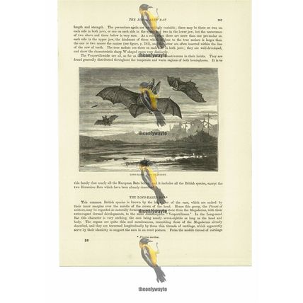 Long Eared Bat Flight (Sleeping Bat, Reverse), Book Illustration (Print), 1884