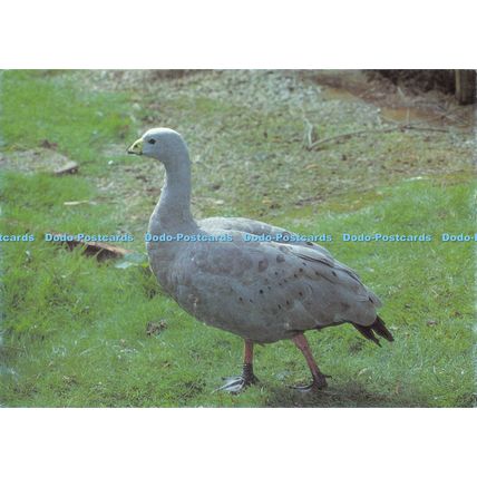 D024988 Bentley Wildfowl and Motor Museum. Halland. East Sussex. Cereopsis. Cape