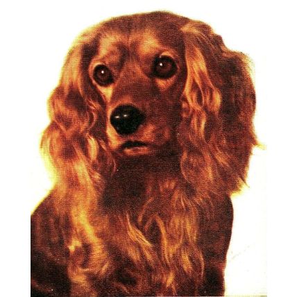 Cute Adorable Brown Cocker Spaniel Pet Dog Animal Vintage Postcard (A15)