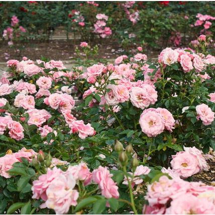 Rose Plant in Pot 'Pretty Polly' Repeat Flowering Bush Garden Ready Live Shrub