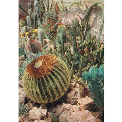 Cactus Plants at Cote D'Azur France Postcard