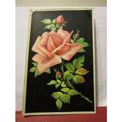 LOVELY PINK ROSE flower used antique postcard Milton series 1904 pm /