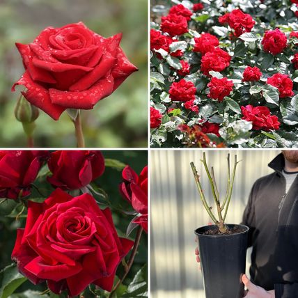 Rose Plant in Pot 'Ruby Wedding' Hybrid Tea Flowering Bush Garden Ready Shrub