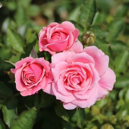 Rose Plant in Pot 'Pretty Polly' Repeat Flowering Bush Garden Ready Live Shrub