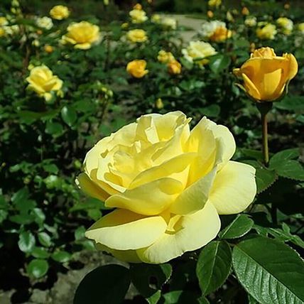 Rose Plant in Pot 'Arthur Bell' Floribunda Flowering Bush Garden Ready Shrub 4L