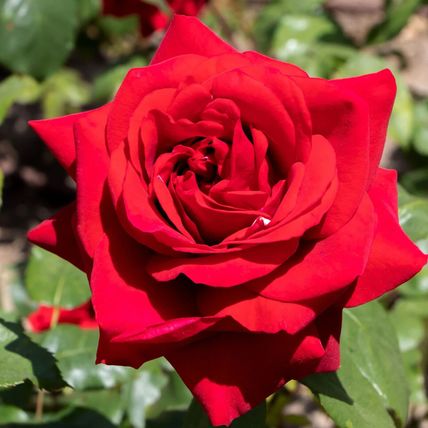 Rose Plant in Pot 'Ruby Wedding' Hybrid Tea Flowering Bush Garden Ready Shrub