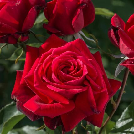 Rose Plant in Pot 'Ruby Wedding' Hybrid Tea Flowering Bush Garden Ready Shrub