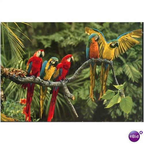 Vintage John Hinde Postcard 1967 - Parrot Jungle, Miami - Jersey issue