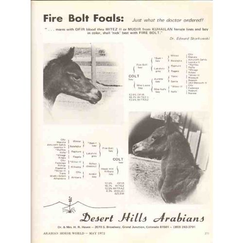 desert hills arabians 1972 fire bolt ofir witez stud horse vintage ad