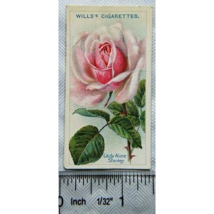 1914 Wills Roses 2nd Series No. 62 Lady Alice Stanley