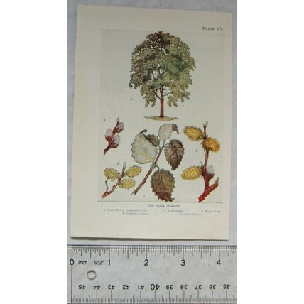 Vintage illustration: The Goat Willow, Plate XVI