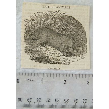 1830s small engraving The Mole, British Animals