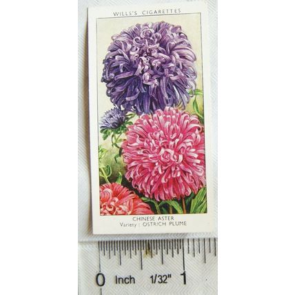 1939 Wills Garden Flowers No. 12 Chinese Aster