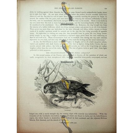 Lorikeet, Natural History Book Illustration, 1896
