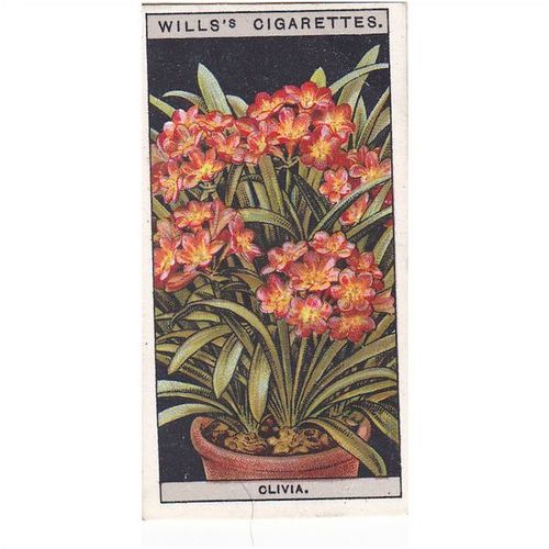 Wills Flower Culture In Pots Card No. 18 Clivia