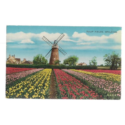 TULIP FIELDS, SPALDING, LINCOLNSHIRE .. used postcard by Valentine 1962 pm =