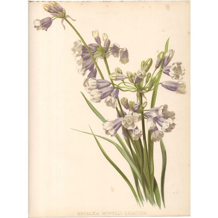 BRODIAEA HOWELLI LILACINA - BOTANY 1894 Henry George Moon CHROMOLITHOGRAPH