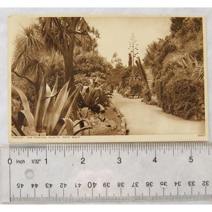 vintage postcard Torquay, Sub Tropical Plants, Rock Walk