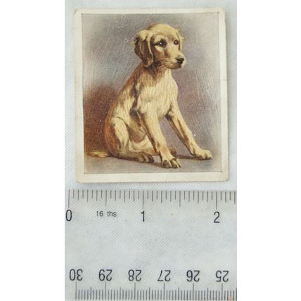 1936 Godfrey Phillips Our Puppies No. 3 The Saluki