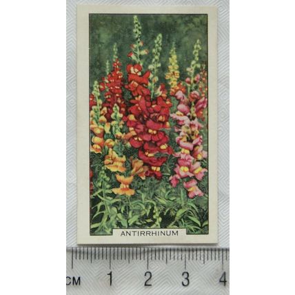 1938 Gallaher's Garden flowers No. 3 Antirrhinum