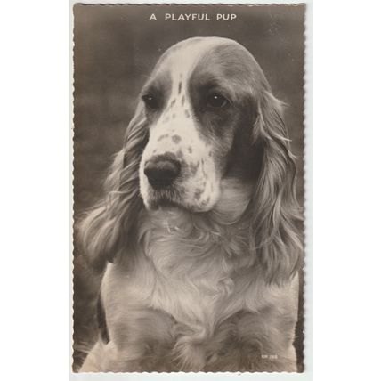 A Playful Pup Dog Postcard (QAN0001)