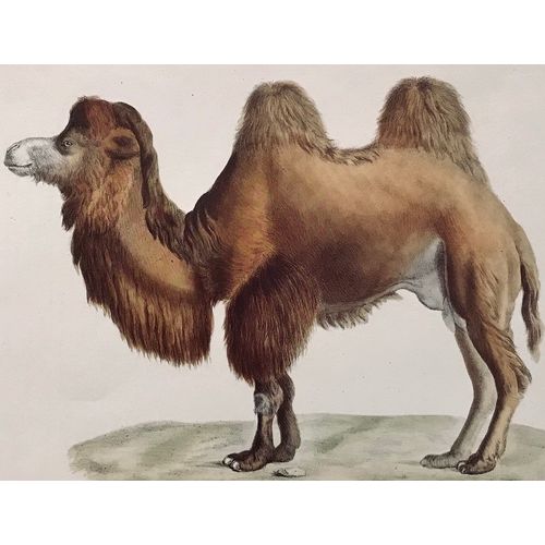 Bactrian CAMEL antique Print Lithograph Werner 1824 vintage Animal Art Decor