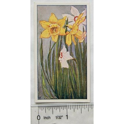Vintage: Dutch card Jac. P. Thijsse, Lente No. 92 Narcissen