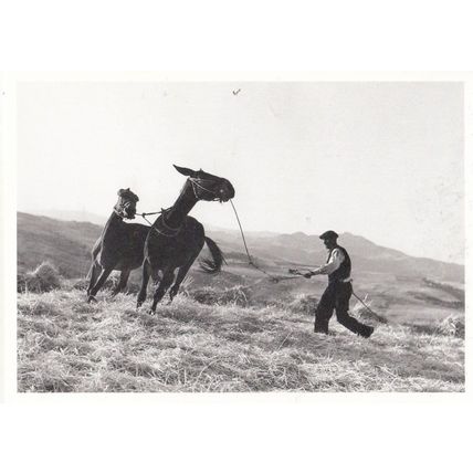 Swiss Man Taming Wild Horses Lassoo Like Cowboy Gotthard Schuh Photo Postcard