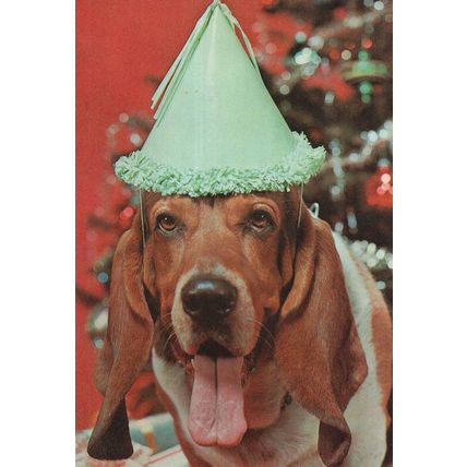 Dog Life Of The Party Dogs Rare New York Comic Postcard