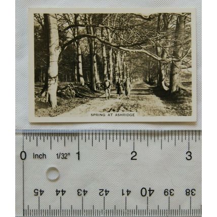 1938 Senior Service Our Countryside 25 Spring at Ashridge, Hertfordshire